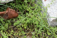 Chenopodium ambrosioides